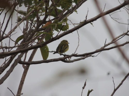 Ochre-lored Flatbill (Tolmomyias flaviventris), photo 7