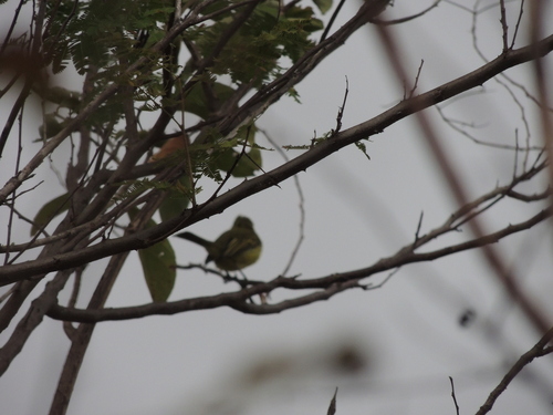 Ochre-lored Flatbill (Tolmomyias flaviventris), photo 8
