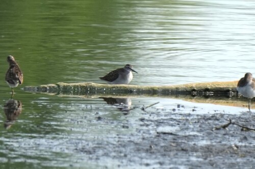 iNaturalist image