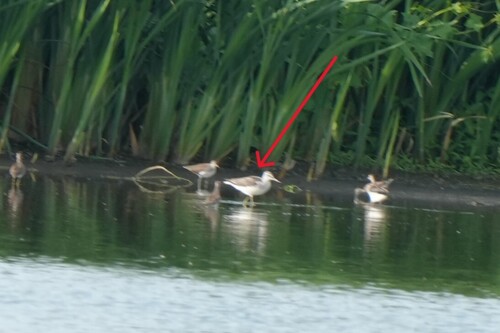 iNaturalist image