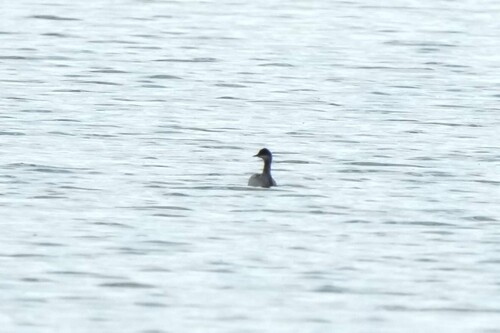 iNaturalist image
