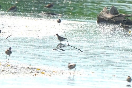 iNaturalist image