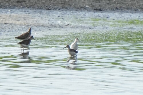 iNaturalist image