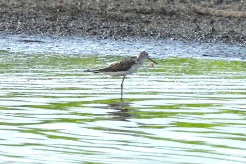 iNaturalist image