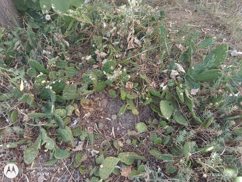 low pricklypear