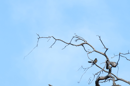 Grey Fantail