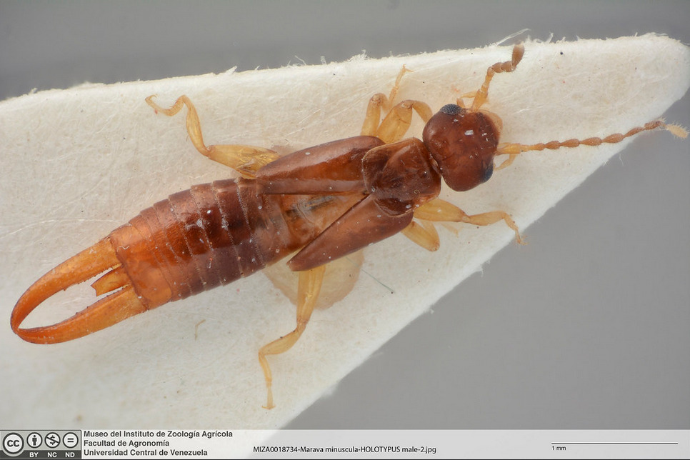Marava minuscula