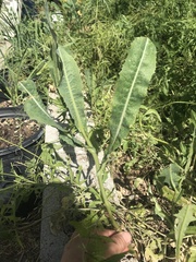 Lactuca serriola