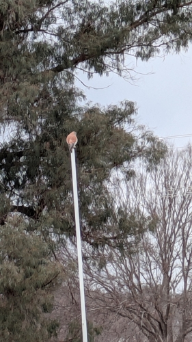 Nankeen Kestrel
