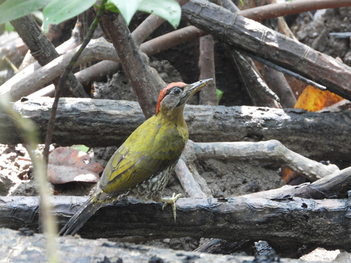 Streak-breasted Woodpecker