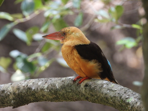 Brown-winged Kingfisher