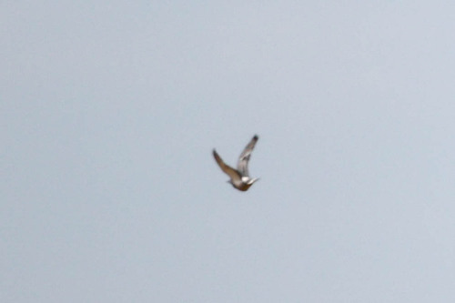 Hill Pigeon (Columba rupestris), photo 5