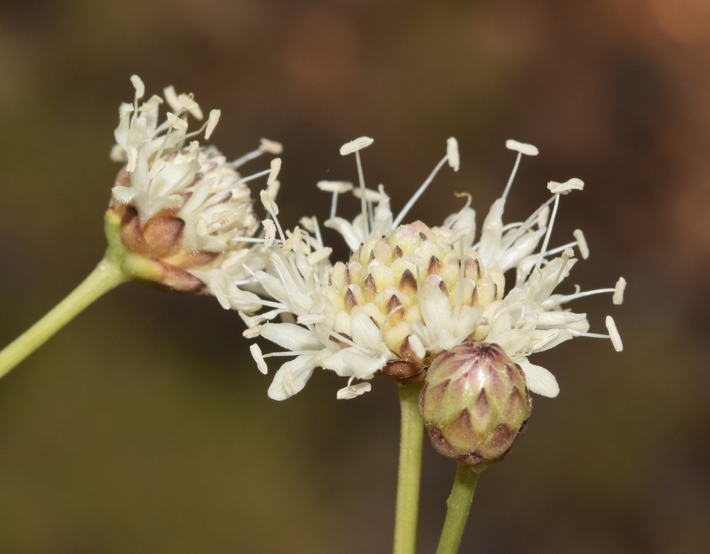 Cephalaria linearifolia