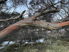 Eucalyptus pauciflora, photograph (c) Hilary Rose Dawson, some rights reserved (CC BY)
