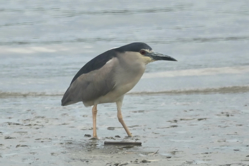 iNaturalist image