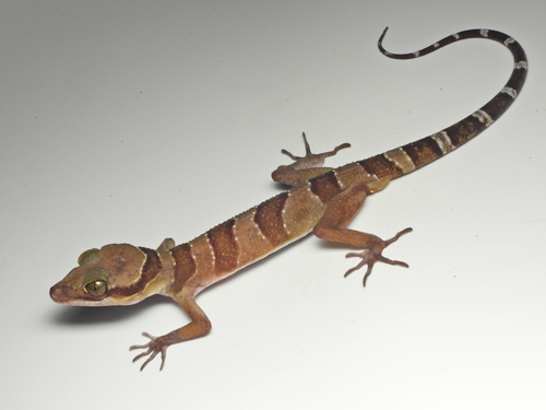 Khao Chong Bent-toed Gecko