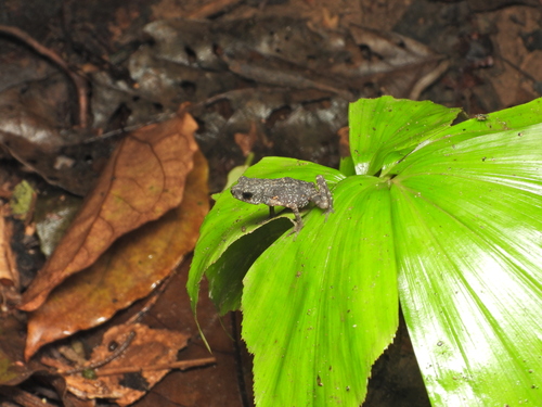 Cave-dwelling Stream Toad