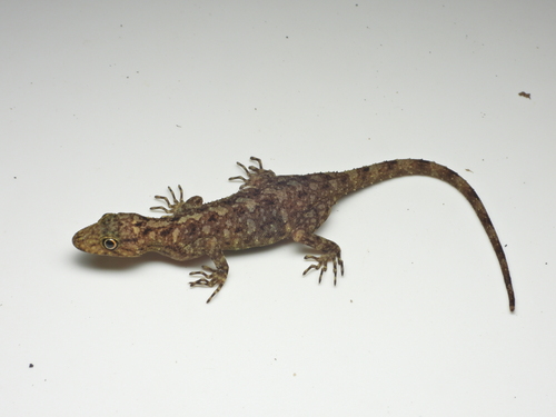 Phang Nga Round-eyed Gecko