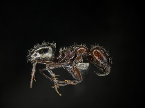 Camponotus hirtusCamponotus hirtus