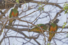 Poicephalus senegalus