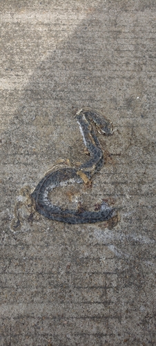 Short-tailed Mamushi