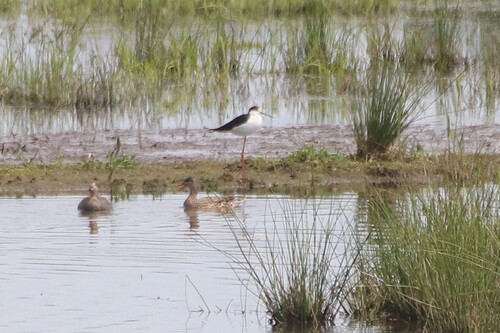 iNaturalist image