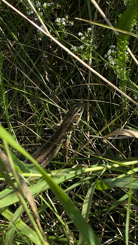 Green Lizard