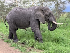 Loxodonta africana