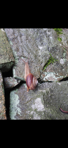 Nesiohelix moreletiana