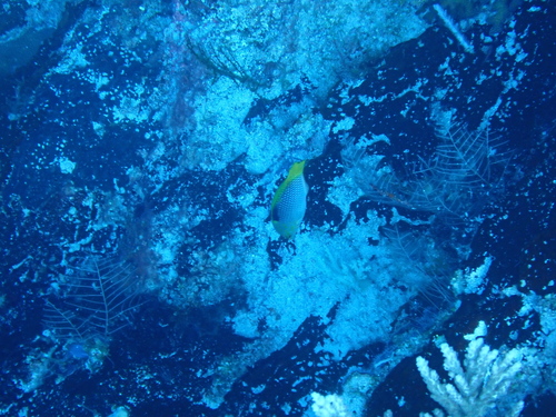 Halichoeres hortulanus