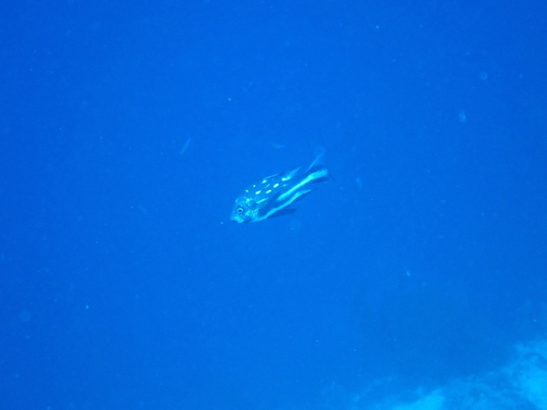 Macolor macularis