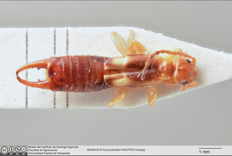 Purex pulchellus
