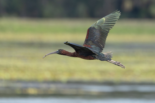 iNaturalist image