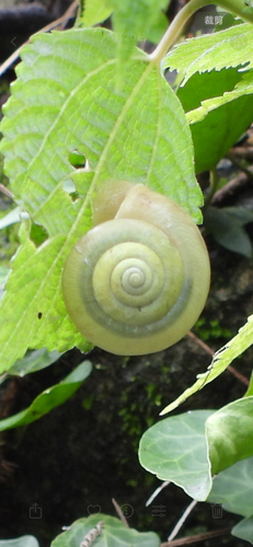 Bradybaena fortunei