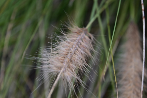 Fountain Grass