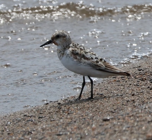 iNaturalist image