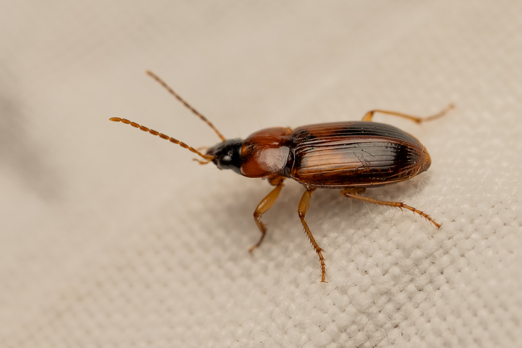Stenolophus abdominalis