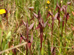 Serapias strictiflora