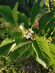 Callicarpa americana