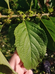 Callicarpa americana