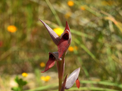Serapias strictiflora