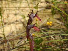 Serapias strictiflora