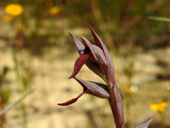Serapias strictiflora