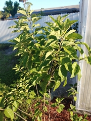 Callicarpa americana