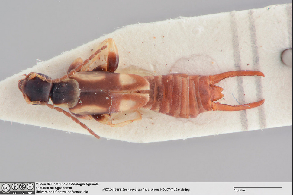 Spongovostox flavostriatus