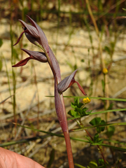 Serapias strictiflora