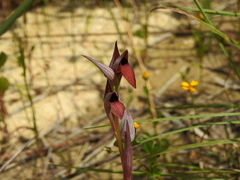 Serapias strictiflora