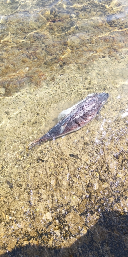 Elongated silver-cheeked toadfish in clear shallow water over rock