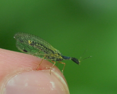 Ornatoraphidia flavilabris