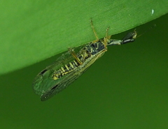 Ornatoraphidia flavilabris
